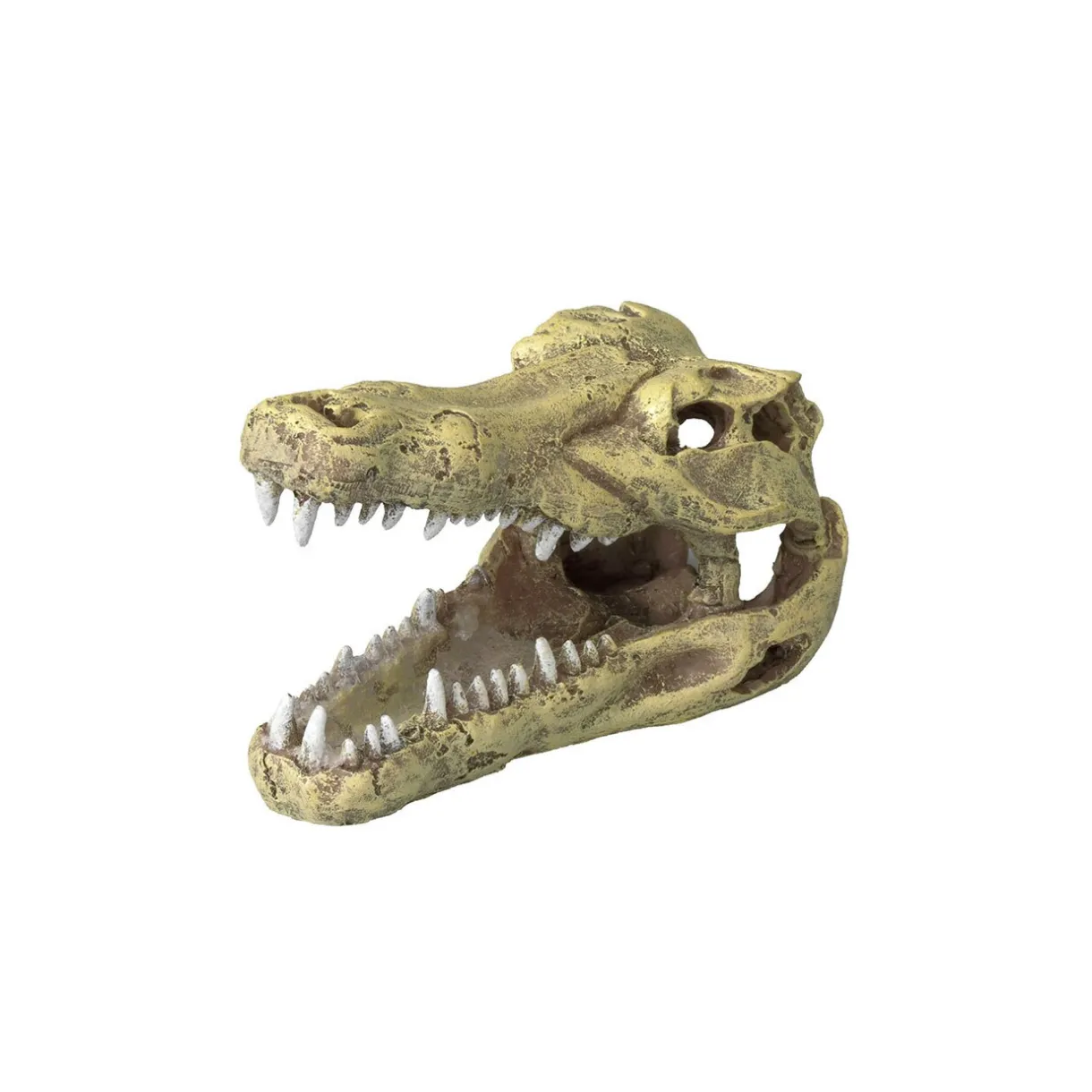 Europet Bernina Décoration^Crâne de crocodile